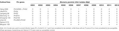 Identification of the Powdery Mildew Resistance in Chinese Wheat Cultivar Heng 4568 and its Evaluation in Marker-Assisted Selection